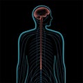 Central nervous system Royalty Free Stock Photo