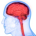 Central Organ of the Human Nervous System Brain Anatomy