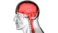 Central Organ of the Human Nervous System Brain Anatomy