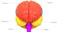 Central Organ of Human Nervous System Brain Lobes with Detailed Labels Anatomy