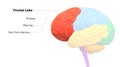 Central Organ of Human Nervous System Brain Lobes Frontal Lobe Anatomy Royalty Free Stock Photo