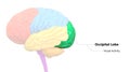 Central Organ of Human Nervous System Brain Lobes Occipital Lobe Anatomy