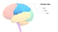 Central Organ of Human Nervous System Brain Lobes Parietal Lobe Anatomy