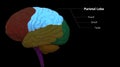 Central Organ of Human Nervous System Brain Lobes Parietal Lobe Anatomy