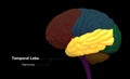 Central Organ of Human Nervous System Brain Lobes Temporal Lobe Anatomy