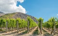 Central Otago vineyard