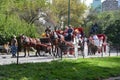 Central Park Carriage Horses Royalty Free Stock Photo
