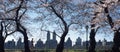 Central Park Cherry Blossoms New York