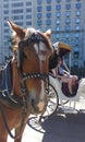 Central Park, Horse and Carriage Rides, NYC, NY, USA Royalty Free Stock Photo