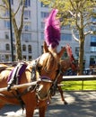 Central Park Horses, NYC, NY, USA Royalty Free Stock Photo