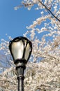 Central park lamp