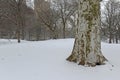 Central Park during middle of snowstorm with snow falling in New York City