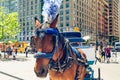 Central Park in Midtown Manhattan, New York City. Beautiful Horses and Carriages. Horse-Drawn Carriages are a Wonderful Way to Exp Royalty Free Stock Photo