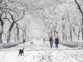 Central Park, New York City the mall Febuary 5th 2016 Royalty Free Stock Photo