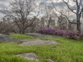 Central Park, New York City spring Royalty Free Stock Photo