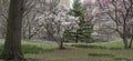 Central Park, New York City spring Royalty Free Stock Photo