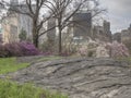 Central Park, New York City spring Royalty Free Stock Photo