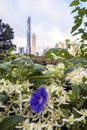 Central Park summer