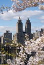 Central Park in New York City with white sakura and cherry blossom.