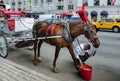 Brown horse and red bucket on Central Park Royalty Free Stock Photo