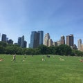 Central Park Sheep's Meadow
