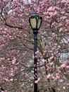 Central Park in spring Royalty Free Stock Photo