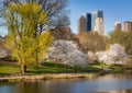 Central Park in Springtime, Blooming Yoshino Cherry Trees, New York Royalty Free Stock Photo