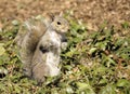 Central Park Squirrel Royalty Free Stock Photo