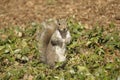 Central Park Squirrel Royalty Free Stock Photo