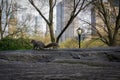 Central Park with a view of trees, squirrel and Manhattan skyscrapers in the background Royalty Free Stock Photo