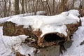 Central Park in winter , log with snow Royalty Free Stock Photo