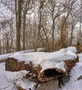 Central Park in winter , log with snow Royalty Free Stock Photo