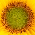 Central part of sunflower flower close up view Royalty Free Stock Photo