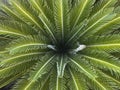 Central part of a young palm tree Royalty Free Stock Photo