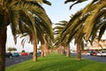 Main seafront street in Morro Jable, Fuerteventura with grass, palm trees framing blue sky and moon