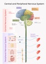 Central and Peripheral Nervous System