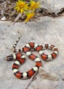 Central Plains Milk Snake and yellow flowers Royalty Free Stock Photo