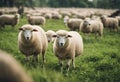 Central Sheep Meadow Herd Eating Grass Indonesia Java