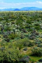 Central Sonora Desert Arizona