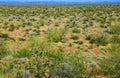 Central Sonora Desert Arizona