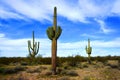 Central Sonora Desert Arizona