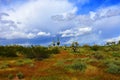 Central Sonora Desert Arizona