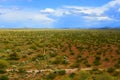Central Sonora Desert Arizona