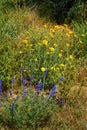 Central Sonora Desert Arizona Wildflowers, Brittlebush and Texas Bluebonnets