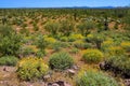 Central Sonora Desert Arizona Wildflowers, Brittlebush and Texas Bluebonnets