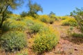 Central Sonora Desert Arizona Wildflowers, Brittlebush and Texas Bluebonnets