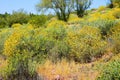 Central Sonora Desert Arizona Wildflowers, Brittlebush and Texas Bluebonnets