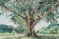 Kapok (Ceiba pentandra) (Colored Pencil)