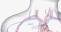 A central venous catheter is a thin, flexible tube inserted into one of the body's major veins