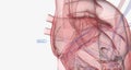 A central venous catheter is a thin, flexible tube inserted into one of the body's major veins